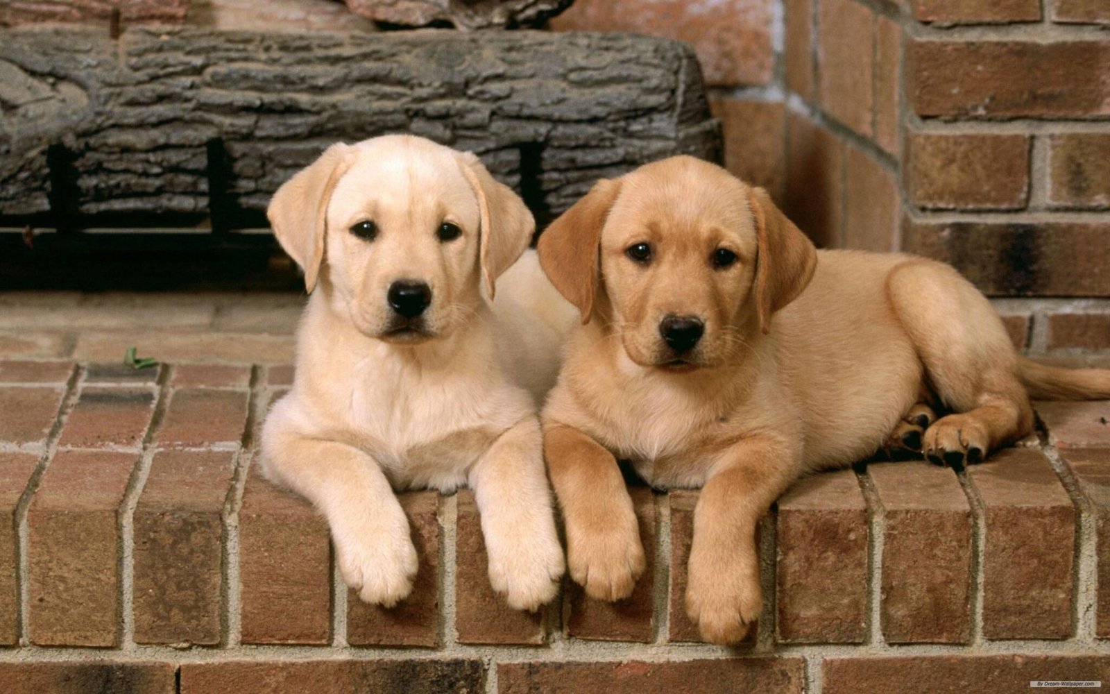 Primepaw Dog Training: San Francisco's Best!