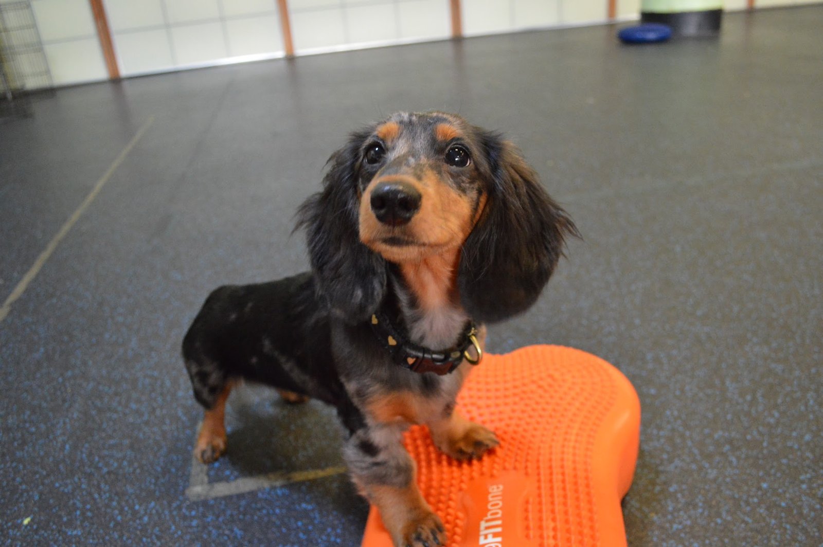 Primepaw Dog Training: San Francisco's Best!