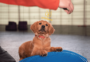 Primepaw Dog Training: San Francisco's Best!