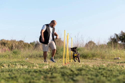 Humane Dog Training Methods Gaining Popularity in 2026