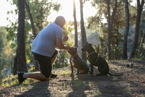 Build Stronger Dog-Owner Bonds Through Training Tips