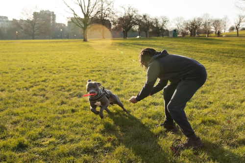 Play-Based Dog Training: Structured Learning Methods