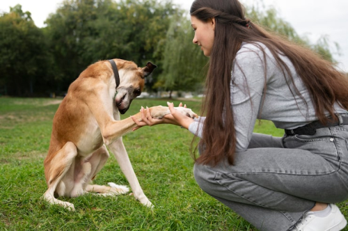 Consistency & Patience: Keys to Dog Training Success