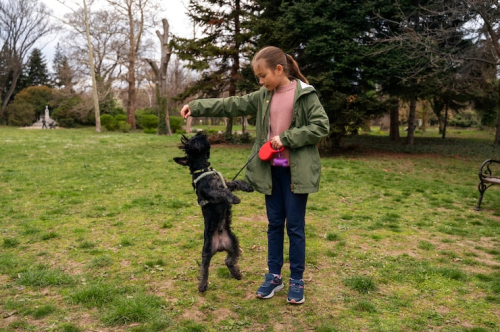 Why Relationship Dog Training Beats Old Methods Now