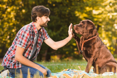 Positive Reinforcement Training for Stronger Dog Bonds