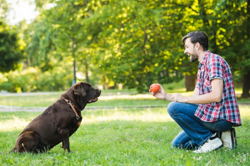 Building Dog Confidence Through Play: Trainer Methods