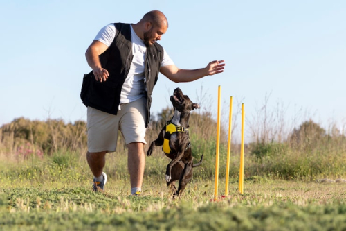 Positive Dog Training: Reinforcement Methods Guide