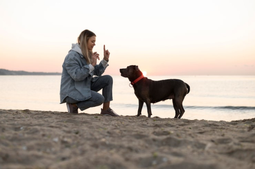 Early Dog Experiences: Shaping Lifelong Good Behavior