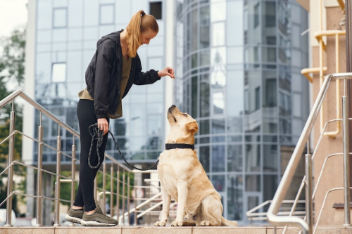 City Dog Training: Relationship-Based Benefits Guide