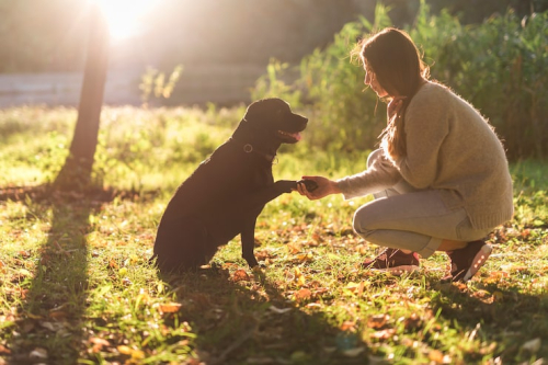 Positive Reinforcement Training | Pawsitivity Dogs