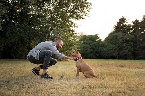 Positive Reinforcement: Transforming Dog Training Today