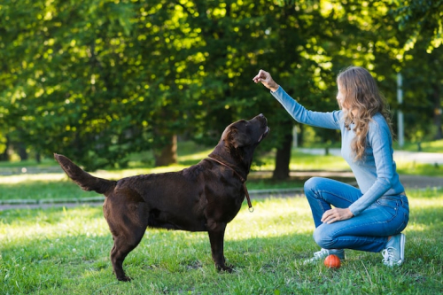 Clicker Training for Dogs: Science-Backed Benefits