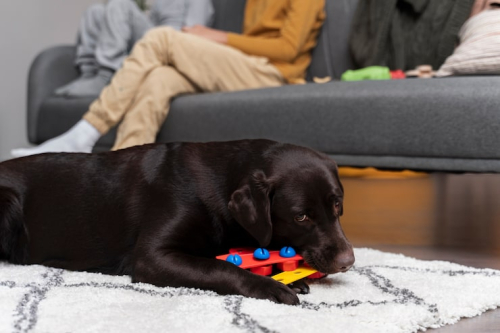 Dog Toys & Puzzles: Boost Your Pet's Mental Health