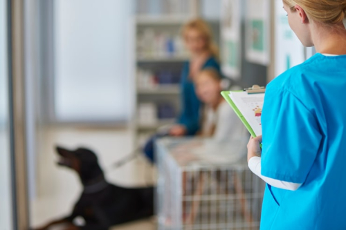 Fear-Free Vet Care: Growing Demand in Clinics Today