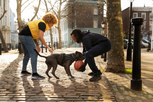 Urban Dog Parks: Off-Leash Safety Expert Analysis