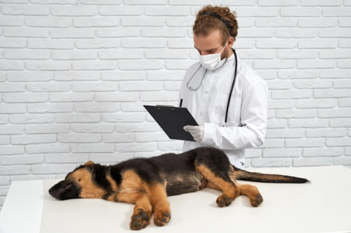 Separation Anxiety in Dogs: Vet Behaviorists Report Rise