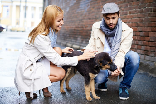 Urban Noise Effects on Dog Behavior | Expert Study