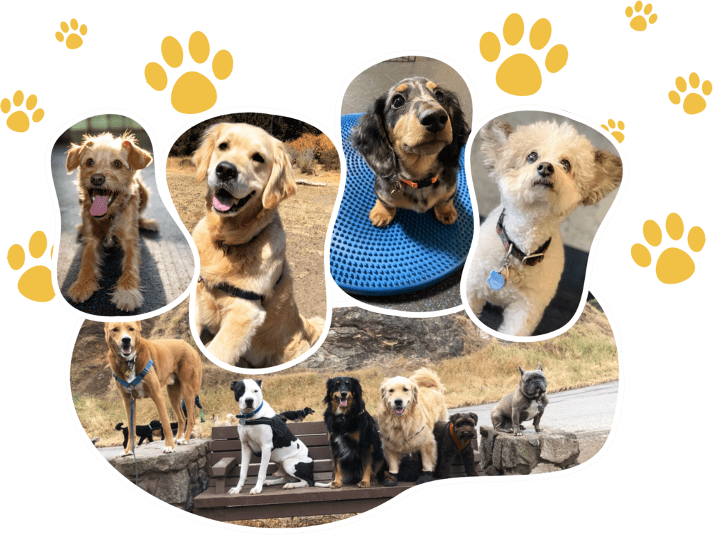 Primepaw Dog Training: San Francisco's Best!