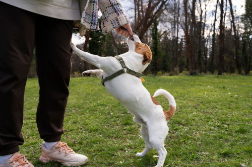 Stop Puppy Jumping With Reward-Based Techniques