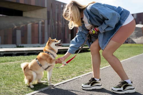 Gentle Leash Training Tips for Puppies Without Force