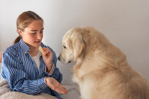 How to Address Puppy Chewing Problems Positively