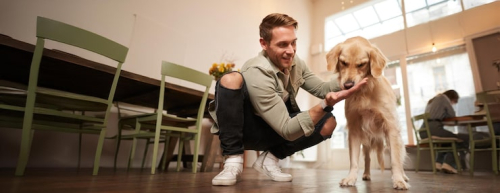 Trust-Building Exercises to Strengthen Dog Bonds