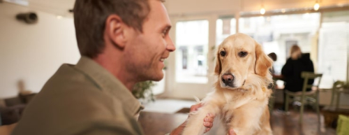 How to Choose a Certified Puppy Trainer in San Francisco
