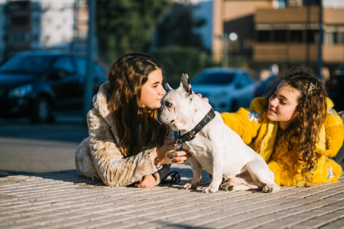 Urban Puppy Socialization Strategies for Confident Dogs