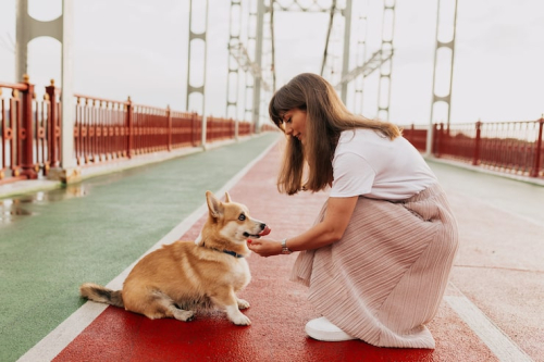 Reward-Based Puppy Training in San Francisco: Real Wins