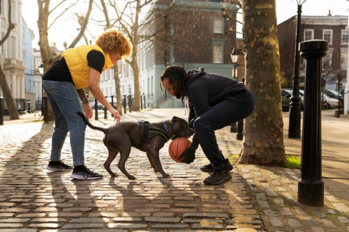 Safely Introduce Your Puppy to Busy Urban Streets