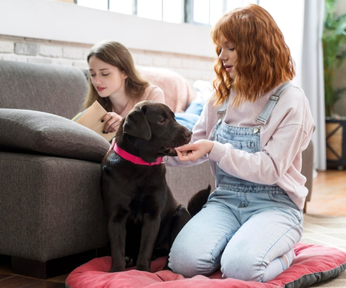 Puppy Socialization Tips Every First-Time Owner Needs
