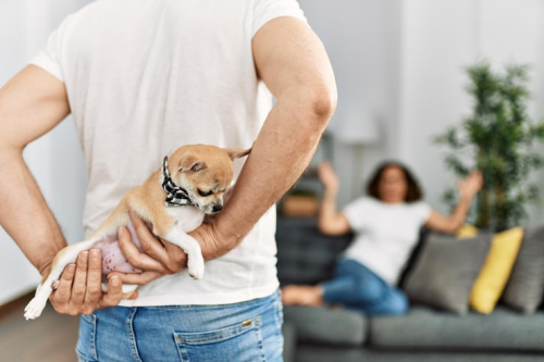 Stop Puppy Chewing: Protect Your Home & Build Trust