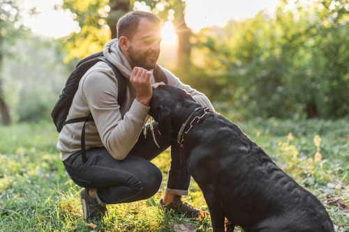 Positive Reinforcement Dog Training Tips That Work