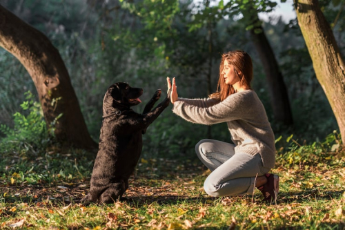 Positive Reinforcement Training for a Fear-Free Dog