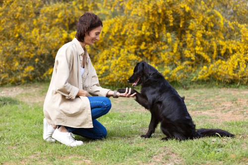 Best Techniques for Effective Dog Obedience Training