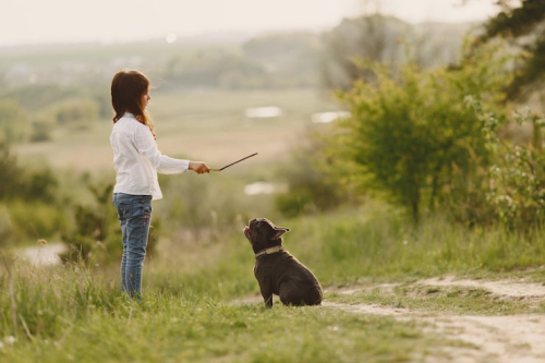 The Evolution of Modern Dog Training & Obedience