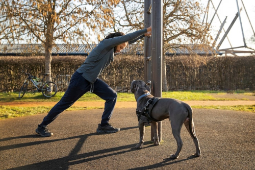 Force-Free Dog Training Challenges Old Behavior Methods