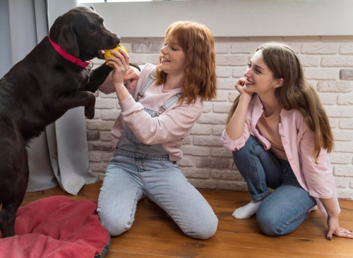 Supervised Socialization Cuts Aggression in Young Dogs