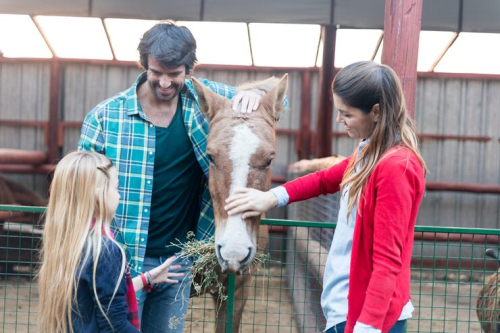 How Trainers Adapt Programs for Rescue Animals' Unique Needs