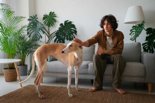 Home Enrichment Strategies to Keep Dogs Engaged Alone