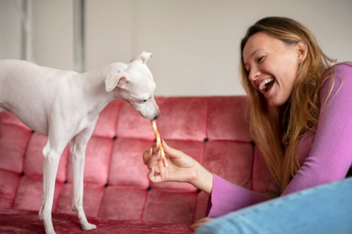 Stop Puppy Chewing With Positive Training Alternatives
