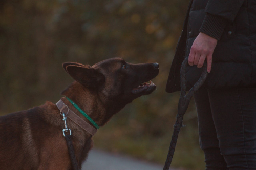 Leash Training in Urban Environments: Key Challenges
