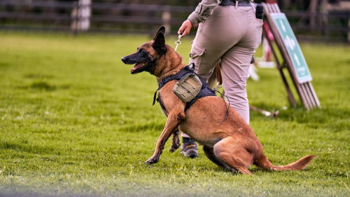 Trainers Swear By Consistency in Reward-Based Training