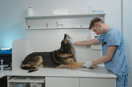 Building Reliable Recall With Patient Training Practices