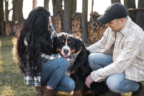 Structured Sessions That Strengthen Dog-Owner Bonds