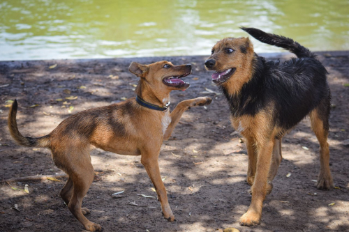 Understanding Dog Reactivity vs. Aggression Explained