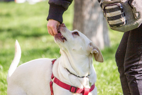 Positive Reinforcement for Real-World Training Reliability