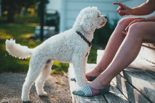 Managing Behavior Issues Without Aversive Techniques