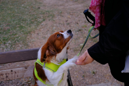 Reward-Based Training: Building Humane Dog Development