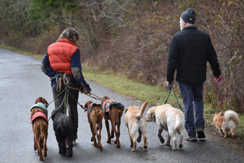 Train & Socialize Your Dog Together: Tips for Busy Owners